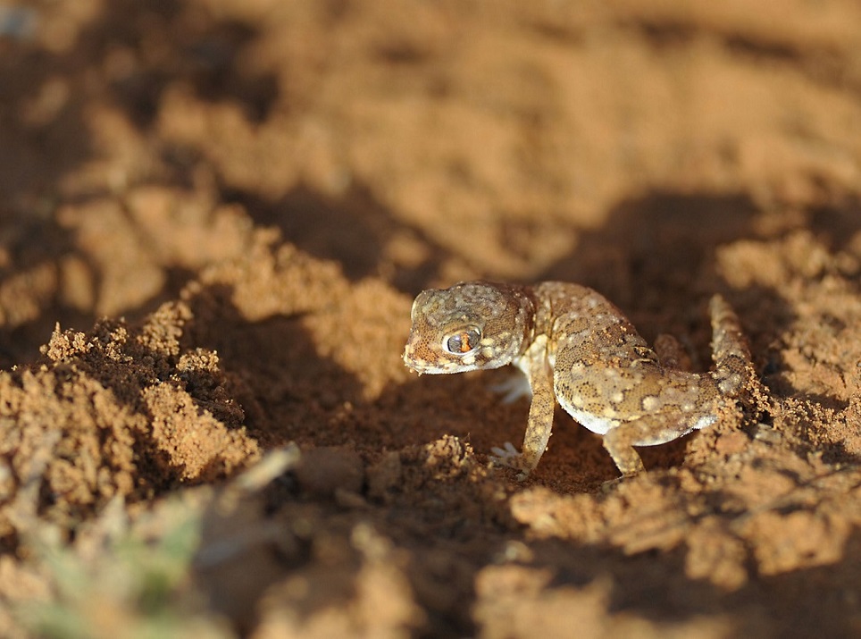 Geko?